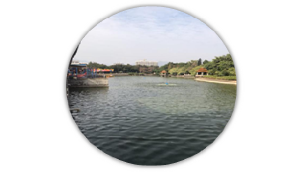 合民牌水體提質液WEI-SL型在廣東清遠中山公園內湖治理案例