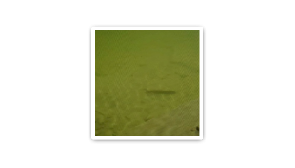 合民牌水體提質液WEI-SL型在某塘坑紅色油污腥臭水體治理中的應用