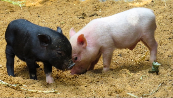 合民CEM微生物科技在生豬行業的應用